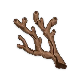 Nhánh San Hô Của Biển Xa